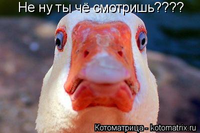 Не ну ты чё смотришь????... Котоматрица: Не ну ты чё смотришь????