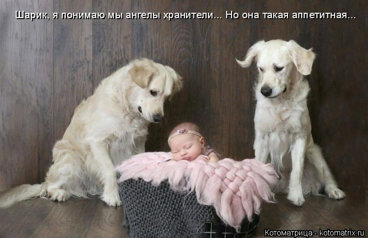 Шарик, я понимаю мы ангелы хранители... Но она такая аппетитная...... Котоматрица: Шарик, я понимаю мы ангелы хранители... Но она такая аппетитная...