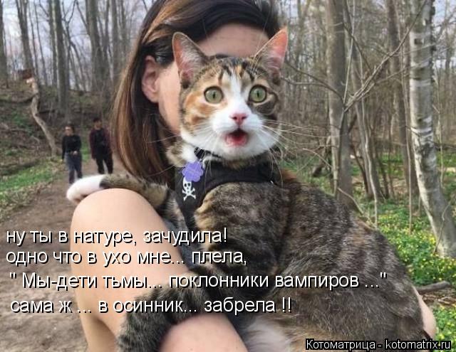 ну ты в натуре, зачудила! одно что в ухо мне... плела, " Мы-дети тьмы... поклонники вампиров ..." сам... Котоматрица: ну ты в натуре, зачудила! одно что в ухо мне... плела, " Мы-дети тьмы... поклонники вампиров ..." сама ж ... в осинник... забрела !!