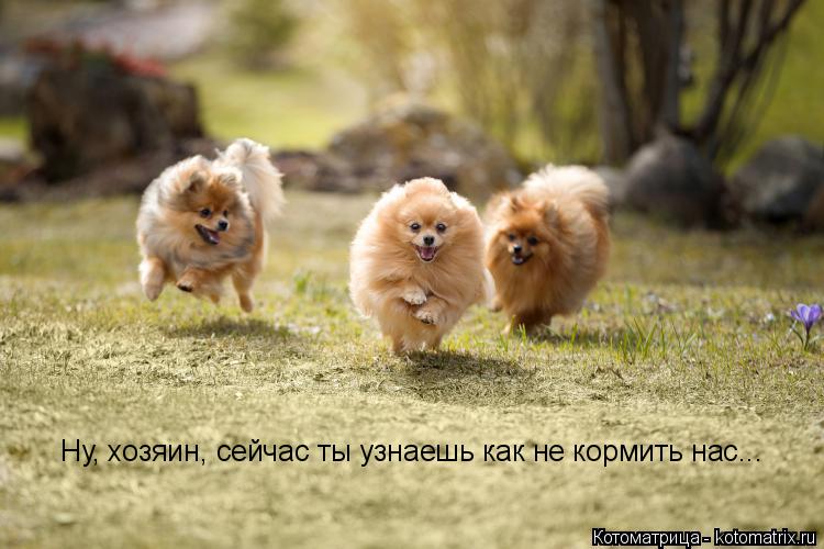 Ну, хозяин, сейчас ты узнаешь как не кормить нас...... Котоматрица: Ну, хозяин, сейчас ты узнаешь как не кормить нас...