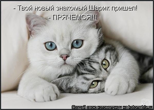 - Твой новый знакомый Шарик пришел! - ПРЯЧЕМСЯ!!!... Котоматрица: - Твой новый знакомый Шарик пришел! - ПРЯЧЕМСЯ!!!
