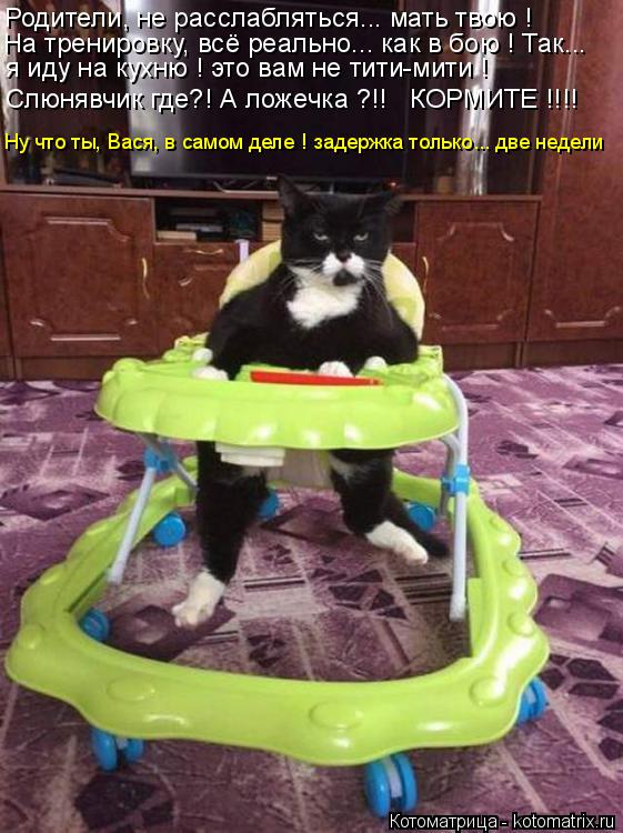 Родители, не расслабляться... мать твою ! я иду на кухню ! это вам не тити-мити ! Слюнявчик где?! А ... Котоматрица: Родители, не расслабляться... мать твою ! я иду на кухню ! это вам не тити-мити ! Слюнявчик где?! А ложечка ?!! КОРМИТЕ !!!! Ну что ты, Вася, в самом