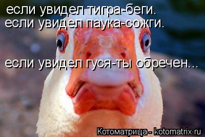 если увидел тигра-беги. если увидел паука-сожги. если увидел гуся-ты обречен...... Котоматрица: если увидел тигра-беги. если увидел паука-сожги. если увидел гуся-ты обречен...
