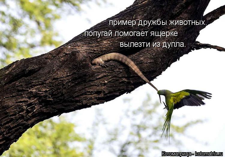 пример дружбы животных. попугай помогает ящерке вылезти из дупла.... Котоматрица: пример дружбы животных. попугай помогает ящерке вылезти из дупла.