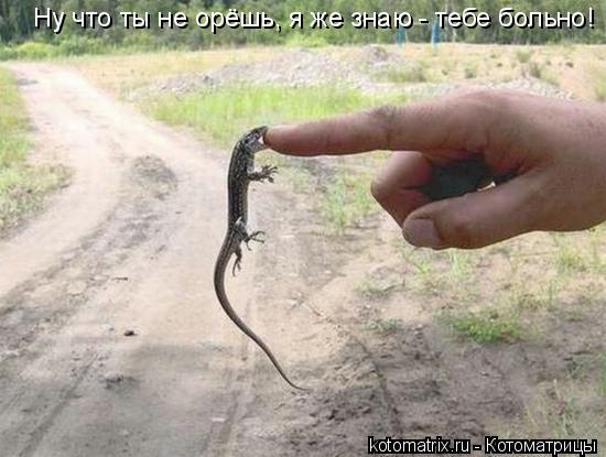 Ну что ты не орёшь, я же знаю - тебе больно!... Котоматрица: Ну что ты не орёшь, я же знаю - тебе больно!