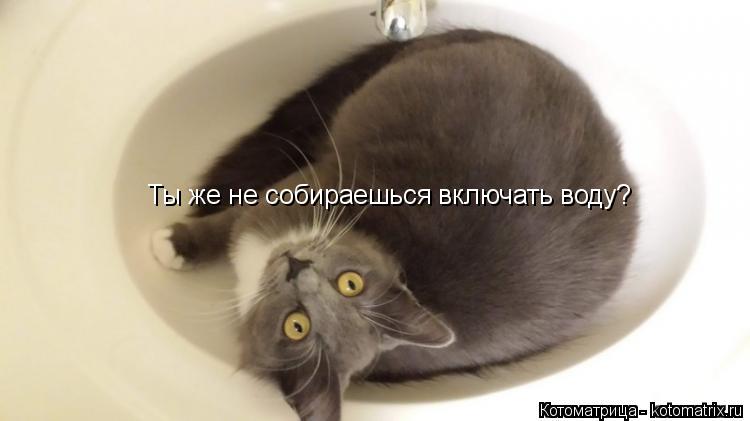Ты же не собираешься включать воду?... Котоматрица: Ты же не собираешься включать воду?