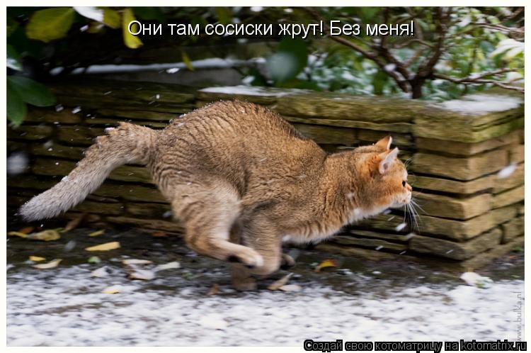 Они там сосиски жрут! Без меня!... Котоматрица: Они там сосиски жрут! Без меня!