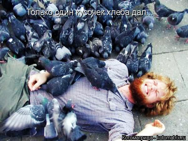 Только один кусочек хлеба дал...... Котоматрица: Только один кусочек хлеба дал...