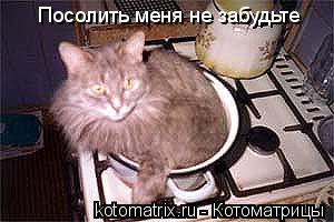 Посолить меня не забудьте... Котоматрица: Посолить меня не забудьте