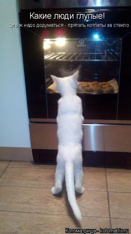 Какие люди глупые! Это ж надо додуматься - прятать котлеты за стекло... Котоматрица: Какие люди глупые! Это ж надо додуматься - прятать котлеты за стекло