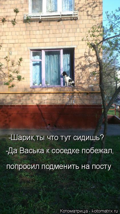 -Шарик,ты что тут сидишь? -Да Васька к соседке побежал, -Да Васька к соседке побежал, попросил подмен... Котоматрица: -Шарик,ты что тут сидишь? -Да Васька к соседке побежал, -Да Васька к соседке побежал, попросил подменить на посту попросил подменить на посту