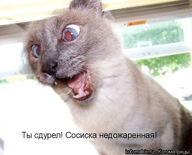 Ты сдурел! Сосиска недожаренная!... Котоматрица: Ты сдурел! Сосиска недожаренная!