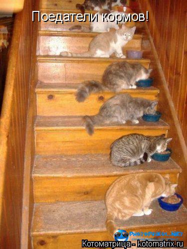 Поедатели кормов!... Котоматрица: Поедатели кормов!