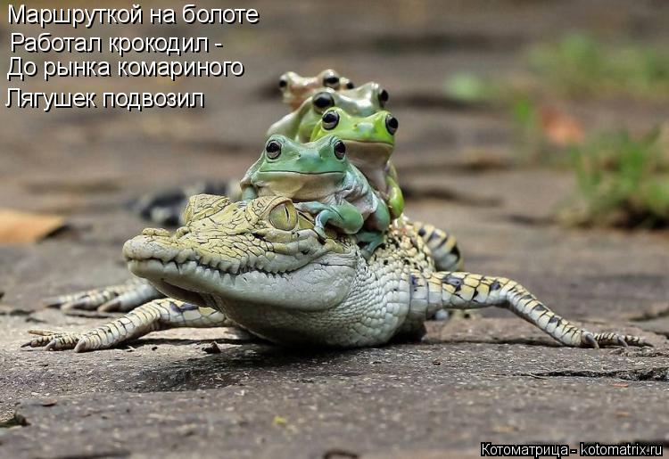 Маршруткой на болоте Работал крокодил - До рынка комариного Лягушек подвозил... Котоматрица: Маршруткой на болоте Работал крокодил - До рынка комариного Лягушек подвозил