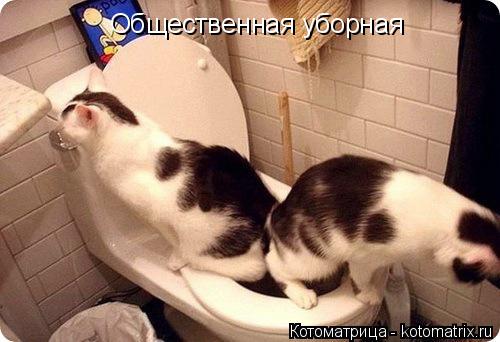 Общественная уборная... Котоматрица: Общественная уборная