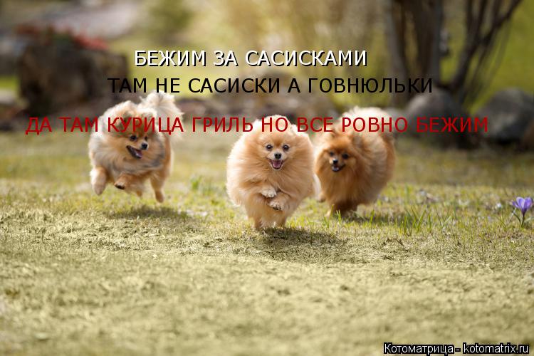 БЕЖИМ ЗА САСИСКАМИ ТАМ НЕ САСИСКИ А ГОВНЮЛЬКИ ДА ТАМ КУРИЦА ГРИЛЬ НО ВСЕ РОВНО БЕЖИМ... Котоматрица: БЕЖИМ ЗА САСИСКАМИ ТАМ НЕ САСИСКИ А ГОВНЮЛЬКИ ДА ТАМ КУРИЦА ГРИЛЬ НО ВСЕ РОВНО БЕЖИМ