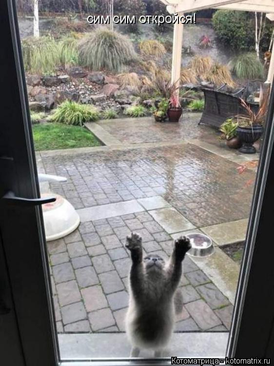 сим сим откройся!... Котоматрица: сим сим откройся!