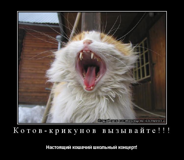 Котов-крикунов вызывайте!!! Настоящий кошачий школьный концерт!... Котоматрица: Котов-крикунов вызывайте!!! Настоящий кошачий школьный концерт!