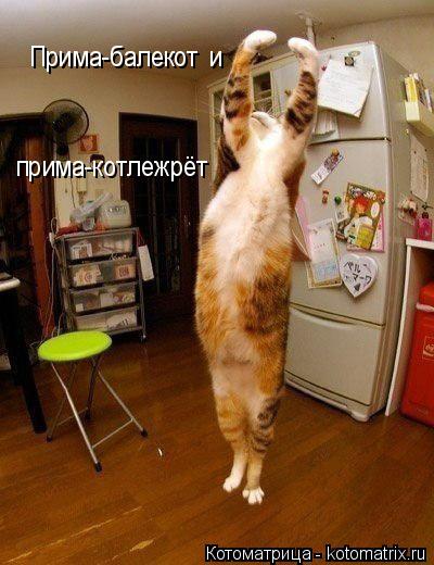Прима-балекот и прима-котлежрёт... Котоматрица: Прима-балекот и прима-котлежрёт