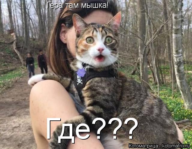 Гера там мышка! Где???... Котоматрица: Гера там мышка! Где???