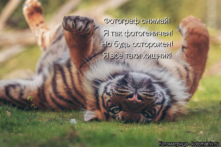 Я все таки хищник! Но будь осторожен! Фотограф снимай! Я так фотогеничен!... Котоматрица: Я все таки хищник! Но будь осторожен! Фотограф снимай! Я так фотогеничен!