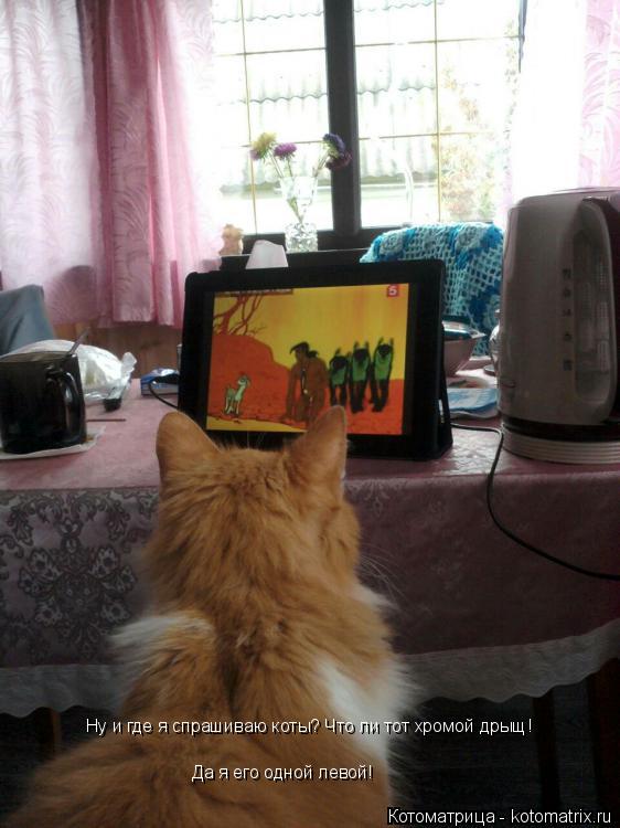 Ну и где я спрашиваю коты? Что ли тот хромой дрыщ! Да я его одной левой!... Котоматрица: Ну и где я спрашиваю коты? Что ли тот хромой дрыщ! Да я его одной левой!