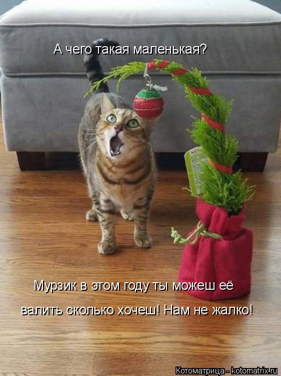 А чего такая маленькая? Мурзик в этом году ты можеш её валить сколько хочеш! Нам не жалко!... Котоматрица: А чего такая маленькая? Мурзик в этом году ты можеш её валить сколько хочеш! Нам не жалко!