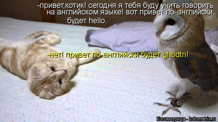 -привет,котик! сегодня я тебя буду учить говорить на английском языке! вот привет по-английски будет ... Котоматрица: -привет,котик! сегодня я тебя буду учить говорить на английском языке! вот привет по-английски будет hello. -нет! привет по-английски будет ghbdtn!