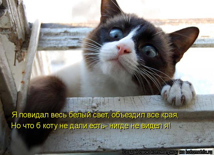 Я повидал весь белый свет, объездил все края, Но что б коту не дали есть- нигде не видел я!... Котоматрица: Я повидал весь белый свет, объездил все края, Но что б коту не дали есть- нигде не видел я!