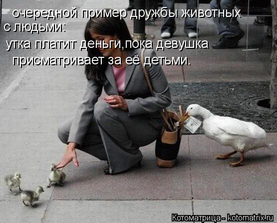 очередной пример дружбы животных с людьми: утка платит деньги,пока девушка присматривает за её детьми... Котоматрица: очередной пример дружбы животных с людьми: утка платит деньги,пока девушка присматривает за её детьми.