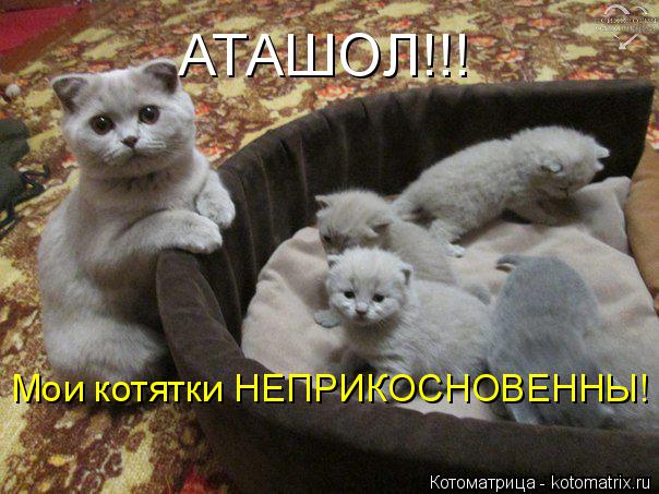 АТАШОЛ!!! Мои котятки НЕПРИКОСНОВЕННЫ!... Котоматрица: АТАШОЛ!!! Мои котятки НЕПРИКОСНОВЕННЫ!