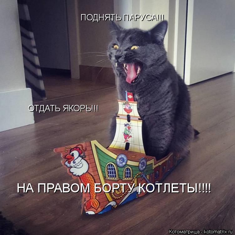 ПОДНЯТЬ ПАРУСА!!! ОТДАТЬ ЯКОРЬ!!! НА ПРАВОМ БОРТУ КОТЛЕТЫ!!!!... Котоматрица: ПОДНЯТЬ ПАРУСА!!! ОТДАТЬ ЯКОРЬ!!! НА ПРАВОМ БОРТУ КОТЛЕТЫ!!!!