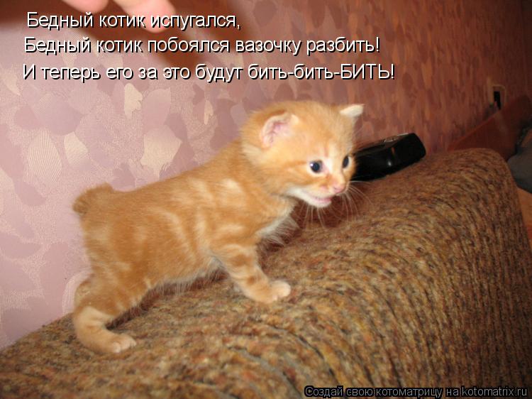 Бедный котик испугался, Бедный котик побоялся вазочку разбить! И теперь его за это будут бить-бить-БИ... Котоматрица: Бедный котик испугался, Бедный котик побоялся вазочку разбить! И теперь его за это будут бить-бить-БИТЬ!