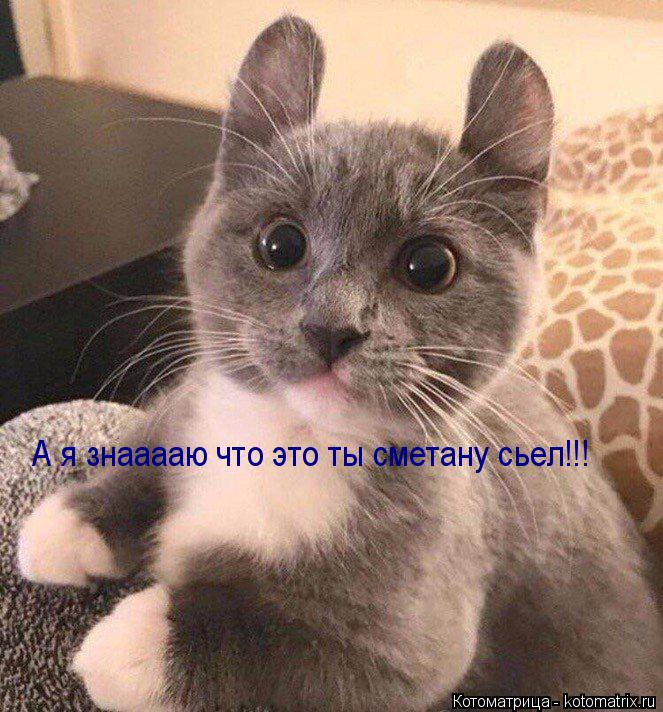 А я знааааю что это ты сметану сьел!!!... Котоматрица: А я знааааю что это ты сметану сьел!!!
