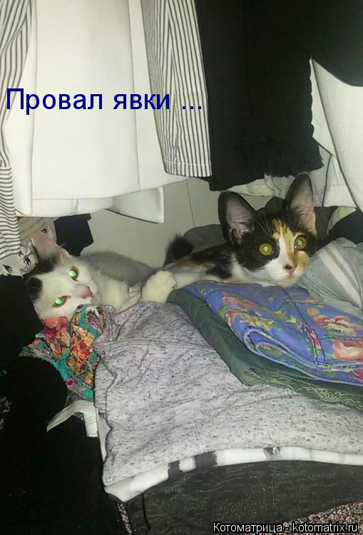Провал явки ...... Котоматрица: Провал явки ...