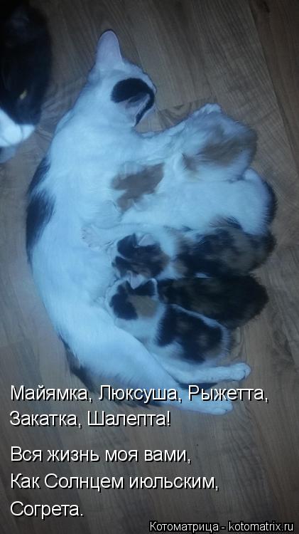 Майямка, Люксуша, Рыжетта, Закатка, Шалепта! Вся жизнь моя вами, Как Солнцем июльским, Согрета.... Котоматрица: Майямка, Люксуша, Рыжетта, Закатка, Шалепта! Вся жизнь моя вами, Как Солнцем июльским, Согрета.