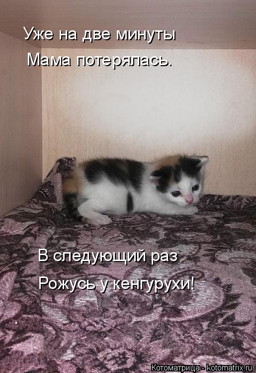Уже на две минуты Мама потерялась. В следующий раз Рожусь у кенгурухи!... Котоматрица: Уже на две минуты Мама потерялась. В следующий раз Рожусь у кенгурухи!