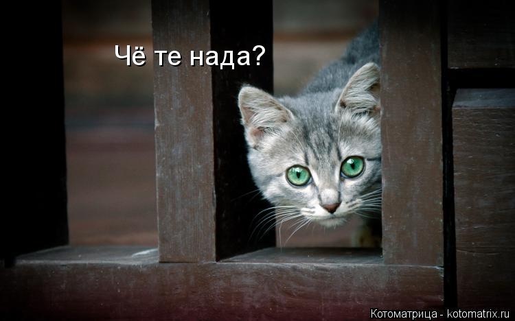 Чё те нада?... Котоматрица: Чё те нада?