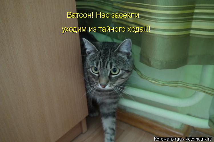 Ватсон! Нас засекли уходим из тайного хода!!!... Котоматрица: Ватсон! Нас засекли уходим из тайного хода!!!