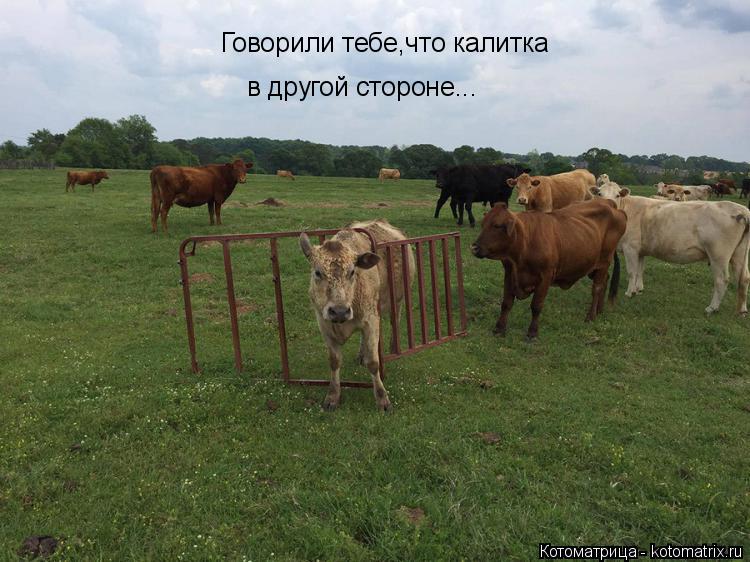 Говорили тебе,что калитка в другой стороне...... Котоматрица: Говорили тебе,что калитка в другой стороне...