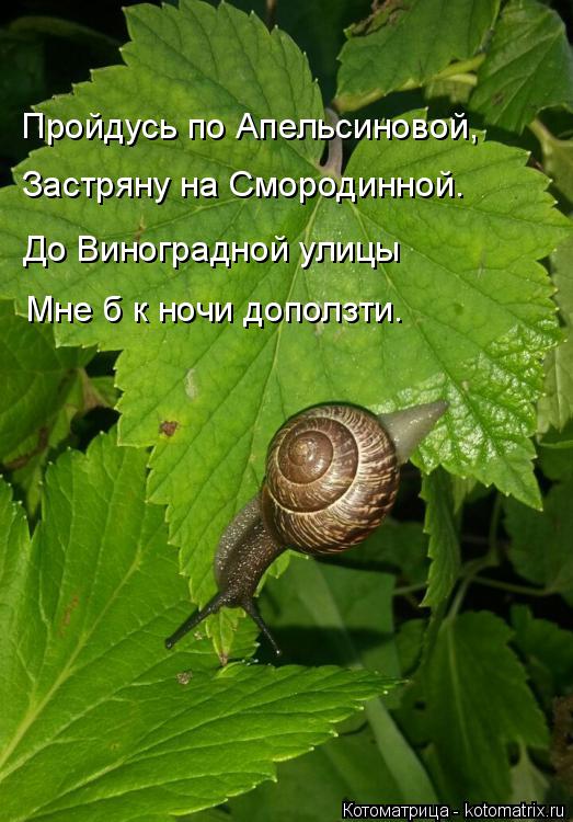 Пройдусь по Апельсиновой, Застряну на Смородинной. До Виноградной улицы Мне б к ночи доползти.... Котоматрица: Пройдусь по Апельсиновой, Застряну на Смородинной. До Виноградной улицы Мне б к ночи доползти.