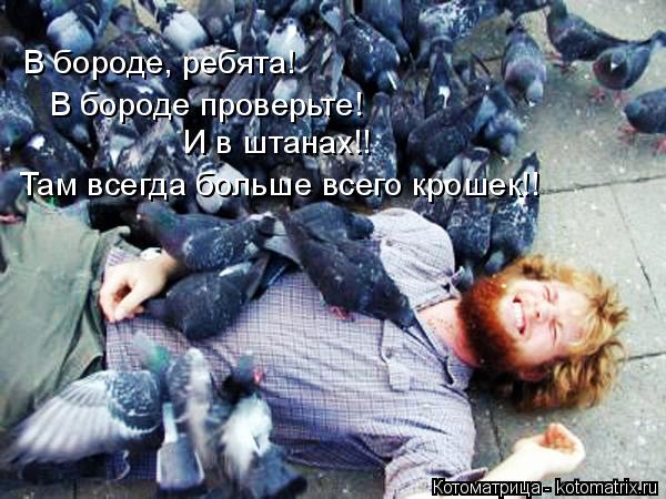 В бороде, ребята! В бороде проверьте! Там всегда больше всего крошек!! И в штанах!!... Котоматрица: В бороде, ребята! В бороде проверьте! Там всегда больше всего крошек!! И в штанах!!
