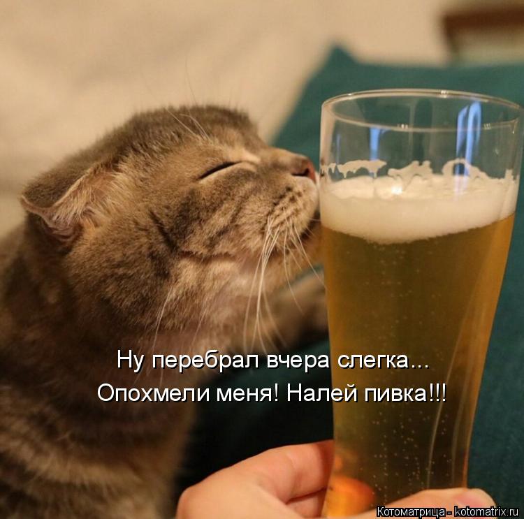 Ну перебрал вчера слегка... Опохмели меня! Налей пивка!!!... Котоматрица: Ну перебрал вчера слегка... Опохмели меня! Налей пивка!!!
