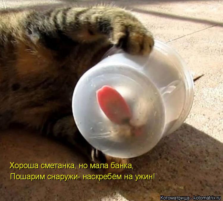 Хороша сметанка, но мала банка, Пошарим снаружи- наскребём на ужин!... Котоматрица: Хороша сметанка, но мала банка, Пошарим снаружи- наскребём на ужин!