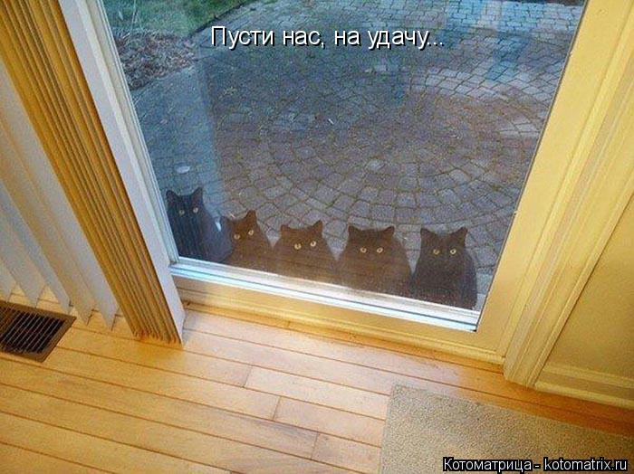 Пусти нас, на удачу...... Котоматрица: Пусти нас, на удачу...