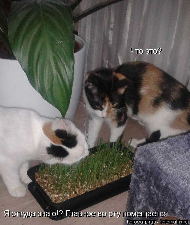 Что это? Я откуда знаю!? Главное во рту помещается... Котоматрица: Что это? Я откуда знаю!? Главное во рту помещается