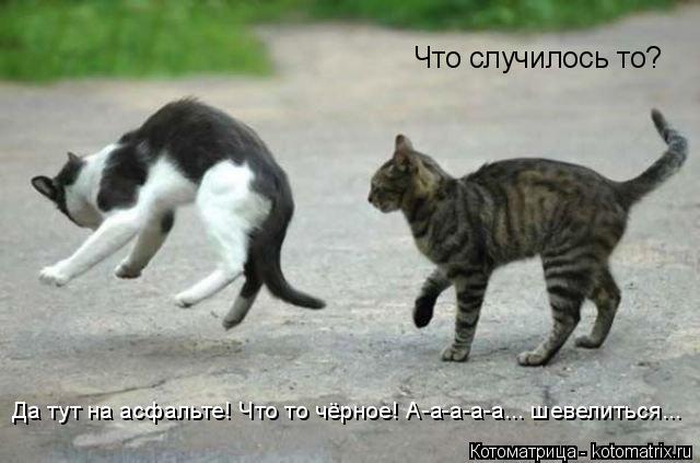 Что случилось то? Да тут на асфальте! Что то чёрное! А-а-а-а-а... шевелиться...... Котоматрица: Что случилось то? Да тут на асфальте! Что то чёрное! А-а-а-а-а... шевелиться...