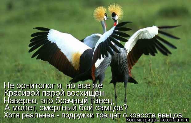 Не орнитолог я, но все же Красивой парой восхищен. Наверно, это брачный танец, А может, смертный бой ... Котоматрица: Не орнитолог я, но все же Красивой парой восхищен. Наверно, это брачный танец, А может, смертный бой самцов? Хотя реальнее - подружки трещат о