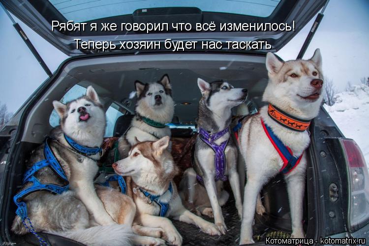 Рябят я же говорил что всё изменилось! Теперь хозяин будет нас таскать... Котоматрица: Рябят я же говорил что всё изменилось! Теперь хозяин будет нас таскать
