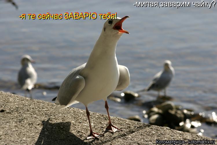 -милая,заварим чайку? -я те сейчас ЗАВАРЮ тебя! -я те сейчас ЗАВАРЮ тебя!... Котоматрица: -милая,заварим чайку? -я те сейчас ЗАВАРЮ тебя! -я те сейчас ЗАВАРЮ тебя!